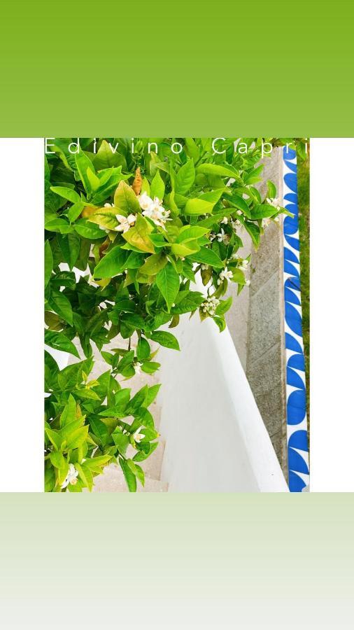 Suites Edivino Design Capri Kültér fotó